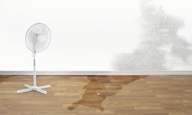  Minneola, FL Water damage restoration Pros